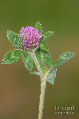 Wall Art featuring the photograph Red Clover by Clarence Holmes