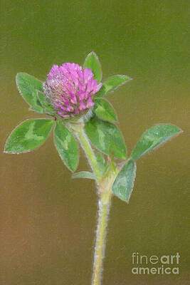 Wall Art featuring the photograph Red Clover In Oil by Clarence Holmes