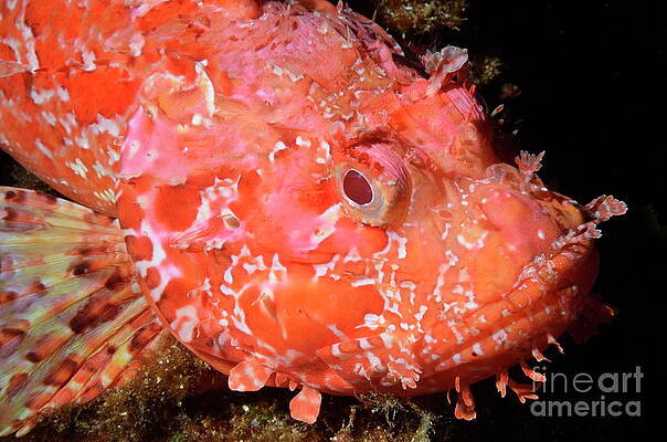 Close Up Photograph - Red Scorpion Fish by Sami Sarkis Photography