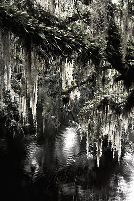 Nature Wall Art featuring the photograph River Branch by Steven Sparks