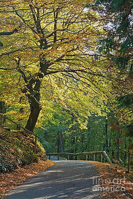 Europe Photograph - Road During Autumn by Sami Sarkis Photography