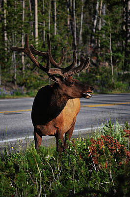 Nature Wall Art featuring the photograph Roadside Elk by La Dolce Vita