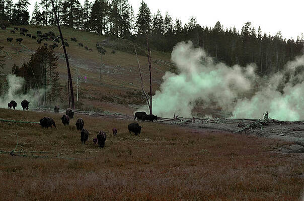Nature Wall Art featuring the photograph Rolling Stampede by La Dolce Vita
