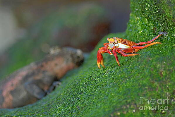 Outdoors Wall Art featuring the photograph Sally Lightfoot Crab by Sami Sarkis Photography