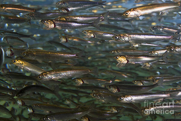 Wall Art featuring the photograph Sardines Anyone by Darcy Michaelchuk