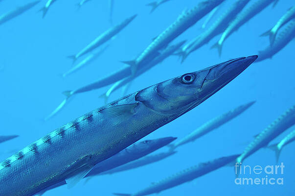 Nobody Photograph - School Of Barracudas In Mediterranean Sea by Sami Sarkis Photography