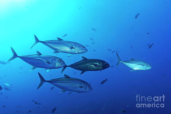 Outdoors Wall Art featuring the photograph School Of Bigeye Jack Fishes by Sami Sarkis Photography
