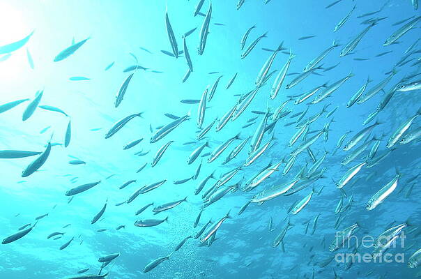 Serene Underwater Fish Swarm Wall Art