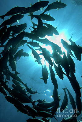 Wall Art featuring the photograph School Of Fishes by Sami Sarkis Photography