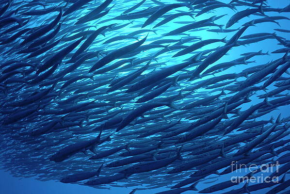 Wall Art featuring the photograph School Of Pelican Barracudas by Sami Sarkis Photography
