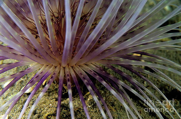 France Photograph - Sea Anemona Detail by Sami Sarkis Photography