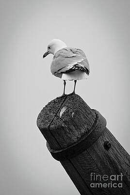 Seagull Perched on a Wooden Post Wall Art