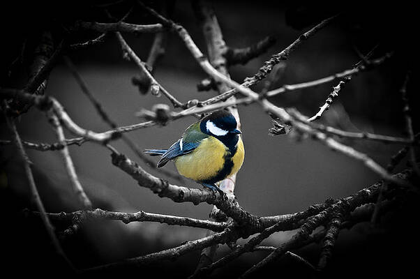Photograph - Selective Bird by Chris Boulton