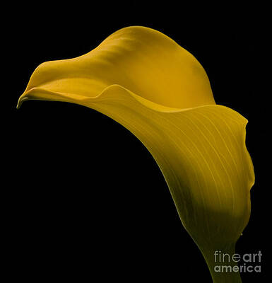 Flower Photograph - Sensuous Curves by Susan Candelario