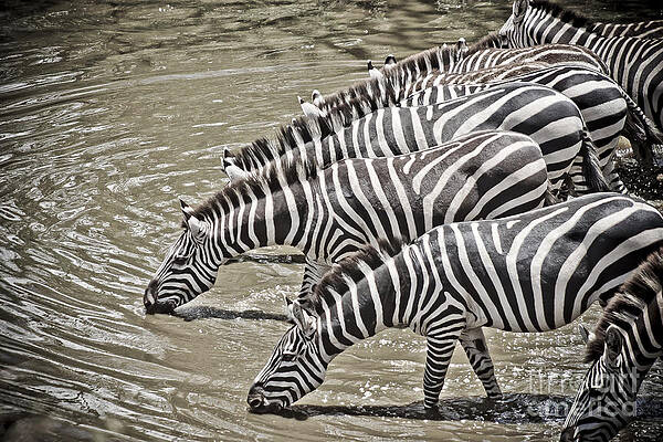 Tanzania Photograph - Several Thirsty Zebra by Darcy Michaelchuk