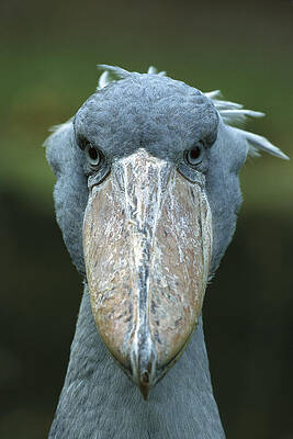 Shoebill Balaeniceps Rex Portrait by Konrad Wothe
