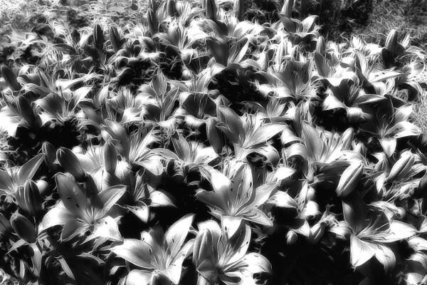 Black And White Wall Art featuring the photograph Silver Lilies by Bill and Linda Tiepelman