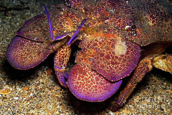Close Up Photograph - Slipper Lobster On Seabed by Sami Sarkis Photography