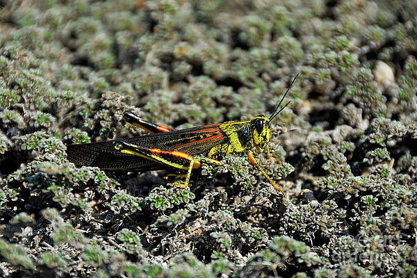 Wall Art featuring the photograph Small Painted Locust by Sami Sarkis Photography