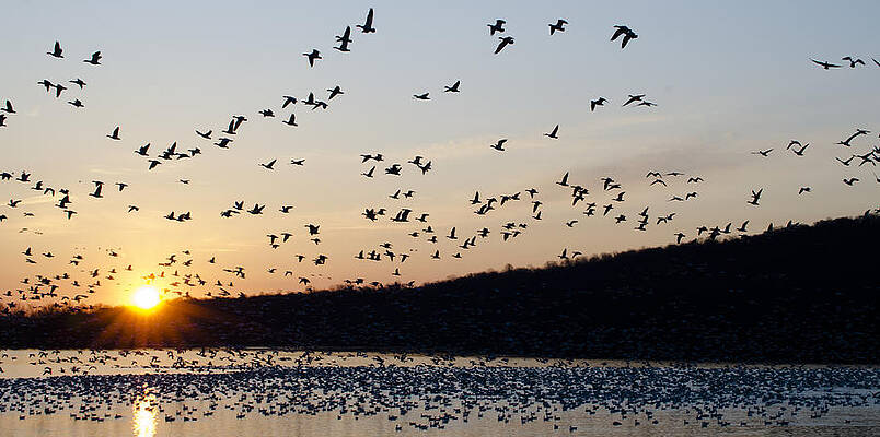 Wall Art featuring the photograph Snow Geese At Sunrise by Crystal Wightman