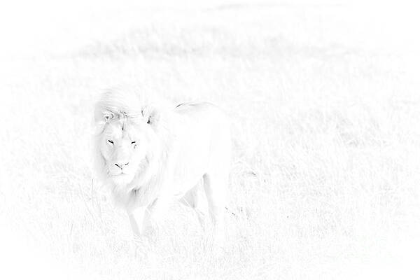Tanzania Photograph - Snow Lion by Darcy Michaelchuk