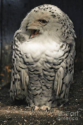 Wildlife Photograph - Snowy Owl Screeching by Darcy Michaelchuk
