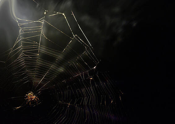 Nature Wall Art featuring the photograph Spider by La Dolce Vita