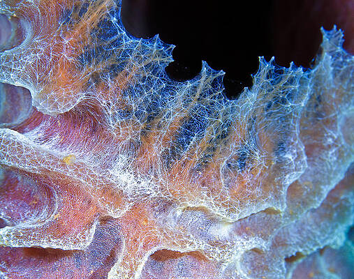 Nature Photograph - Sponge Detail by Jean Noren