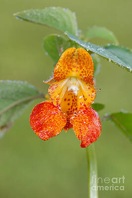 Wall Art featuring the photograph Spotted Touch-me-not by Clarence Holmes