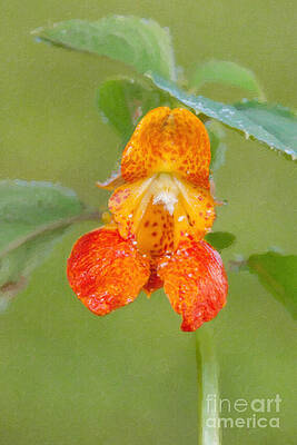 Wall Art featuring the photograph Spotted Touch-me-not In Oil by Clarence Holmes