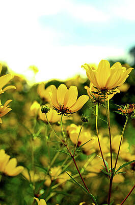 Nature Wall Art featuring the photograph Spring Flowers by La Dolce Vita