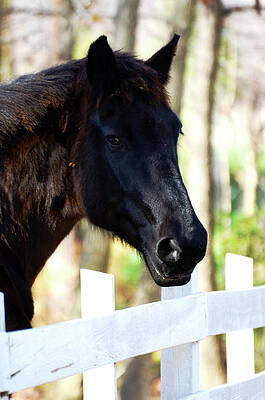Nature Wall Art featuring the photograph Stallion by La Dolce Vita