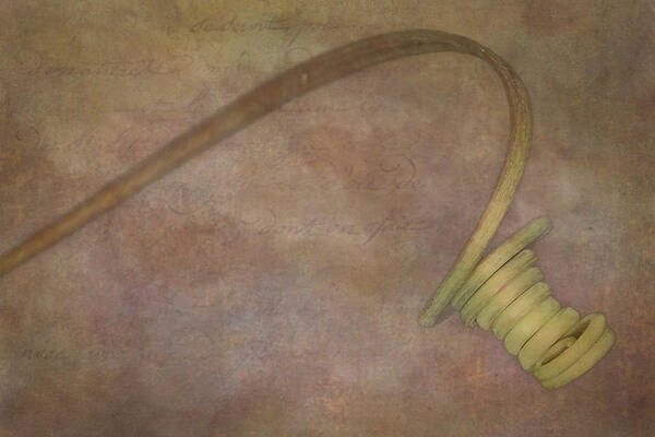 Flower Photograph - Stem Curls by Susan Candelario