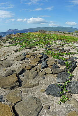 Wall Art featuring the photograph Stones On Sand At Punta Vincente Roca by Sami Sarkis Photography