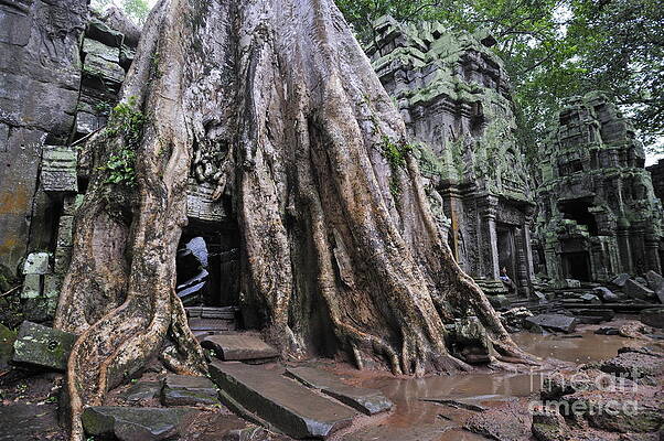 Tree Wall Art featuring the photograph Strangler Fig Tree Roots Covering Temple by Sami Sarkis Photography