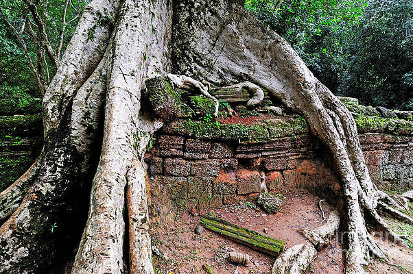 Tree Wall Art featuring the photograph Strangler Fig Tree Roots On Ruins by Sami Sarkis Photography