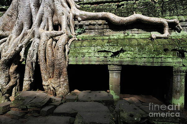 Tree Wall Art featuring the photograph Strangler Fig Tree Roots On Temple by Sami Sarkis Photography