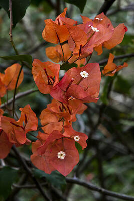 Hawaii Photograph - Sundown Orange by Steven Sparks