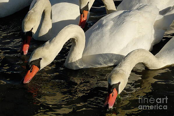 Nature Wall Art featuring the photograph Swans Drinking Water In Lake by Sami Sarkis Photography