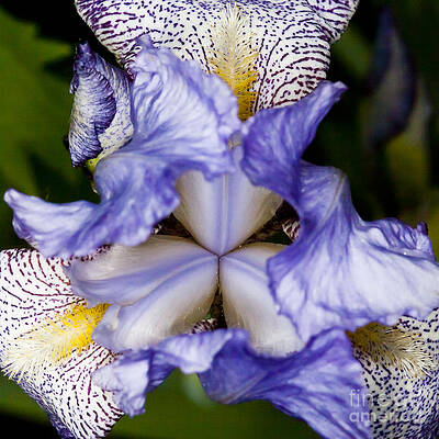 Spring Photograph - Symmetrical Iris by Darcy Michaelchuk