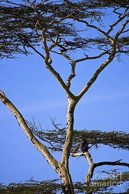Tanzania Photograph - Tall Serengeti Tree And Baboon by Darcy Michaelchuk