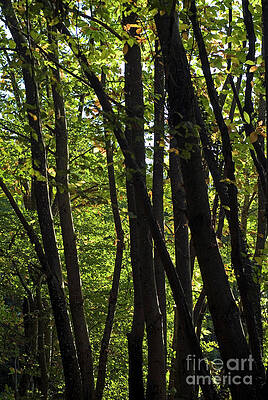 France Photograph - Tees In Forest by Sami Sarkis Photography