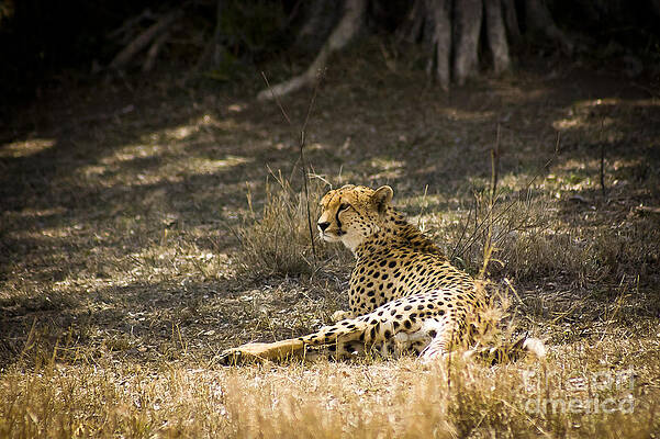 Tanzania Photograph - The Cheetah Wakes Up by Darcy Michaelchuk