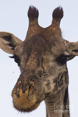 Tanzania Photograph - The Giraffe Says To The Fly... by Darcy Michaelchuk