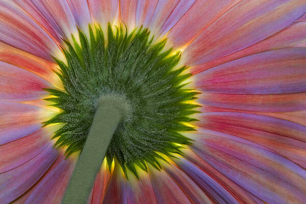 Summer Photograph - The Other Side by Susan Candelario