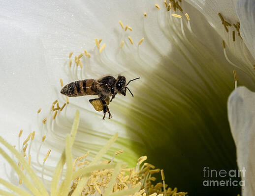 Spring Photograph - The Overloaded Bee by Darcy Michaelchuk