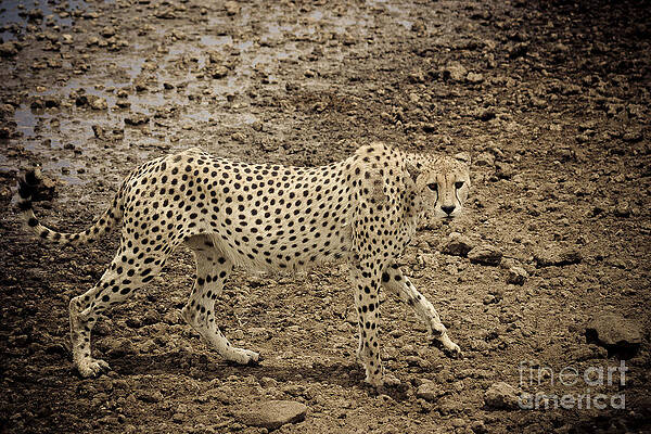 Tanzania Photograph - Thirsty But Cautious Cheetah by Darcy Michaelchuk