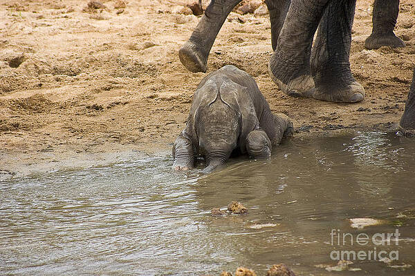 Tanzania Photograph - Thirsty Young Elephant by Darcy Michaelchuk