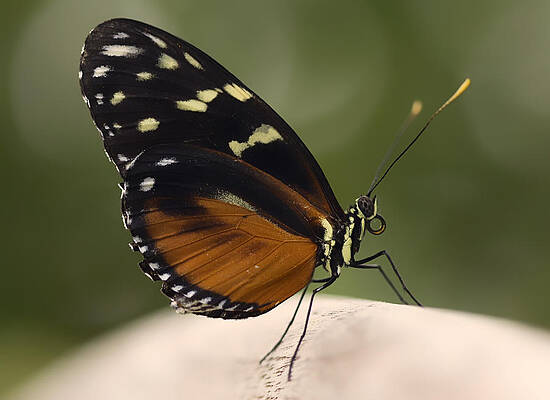 Black And White Wall Art featuring the photograph Tiger Longwing Profile by Bill and Linda Tiepelman