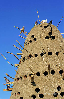 Close Up Photograph - Traditional Egyptian Pigeon House by Sami Sarkis Photography